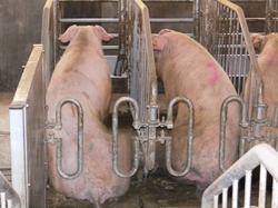 Mujal Farm in Spain: Sows (Duroc x Berkshire)