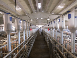 1,600 sows are in process on the Mujal Farm.