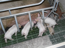 Piglets are crossbred with white Duroc.