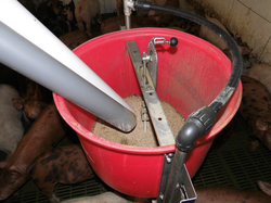 The Pigs are fattened with compound feed in group housing systems.