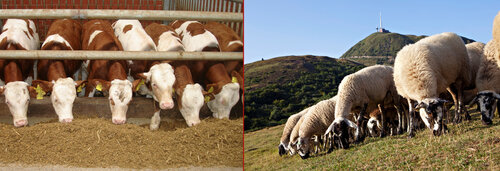 Beef and Sheep Beef and Sheep
